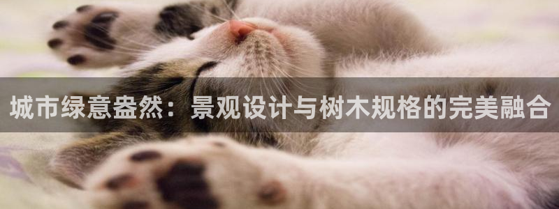 太阳gg和新宝gg