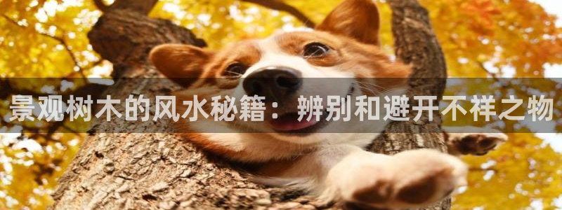 新宝gg真的