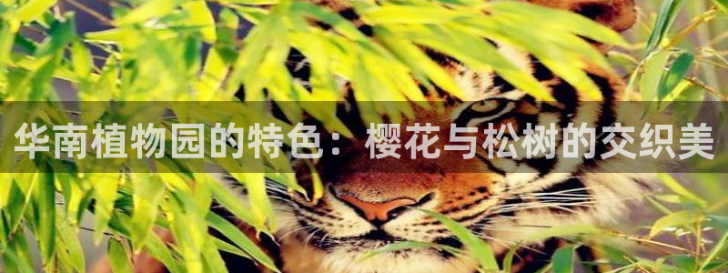 新宝gg平台首页：华南植物园的特色：樱花与松树的交织美