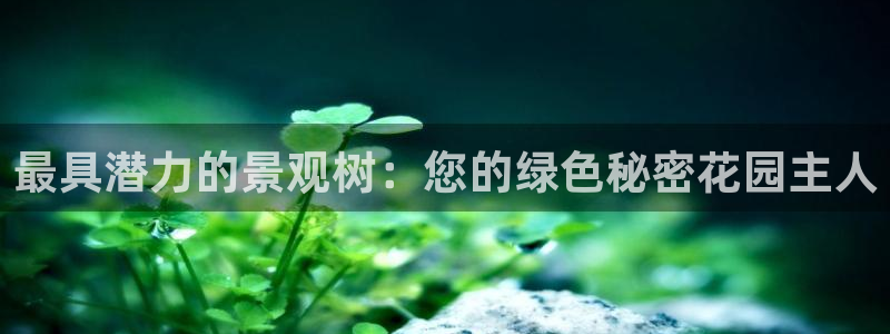 新宝gg龙腾