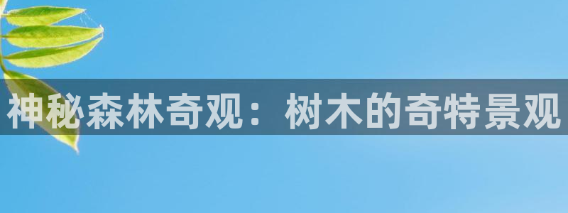 新宝gg 平台怎么样：神秘森林奇观：树木的奇特景观