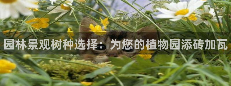 新宝gg   创造：园林景观树种选择：为您的植物园添砖加瓦