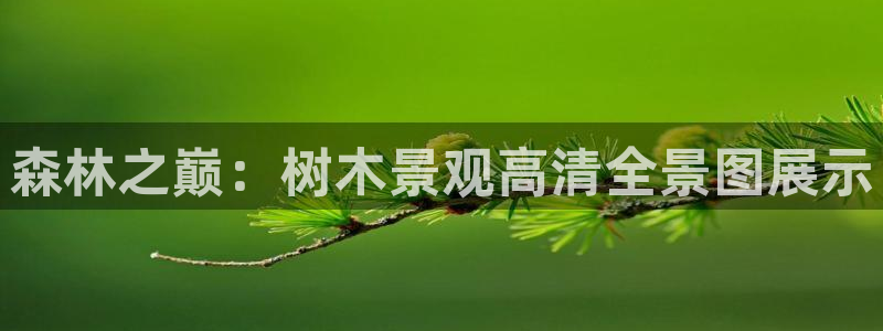 新宝哥gg：森林之巅：树木景观高清全景图展示