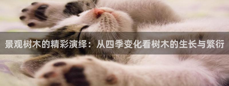 新宝gg游戏