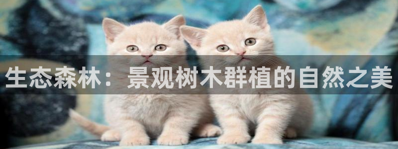 新宝gg开好