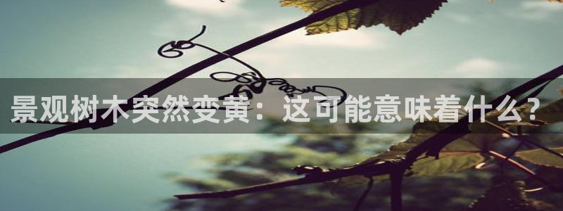 新宝GG创造奇
