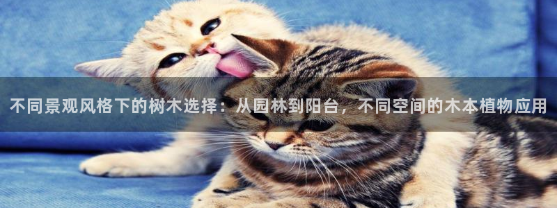 新宝奇迹GG